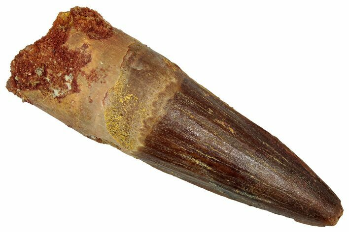 Fossil Spinosaurus Tooth - Feeding Worn Tip #353035